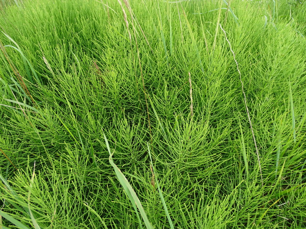 POLJSKA PRESLICA ČAJ - HERBA - Slika 2